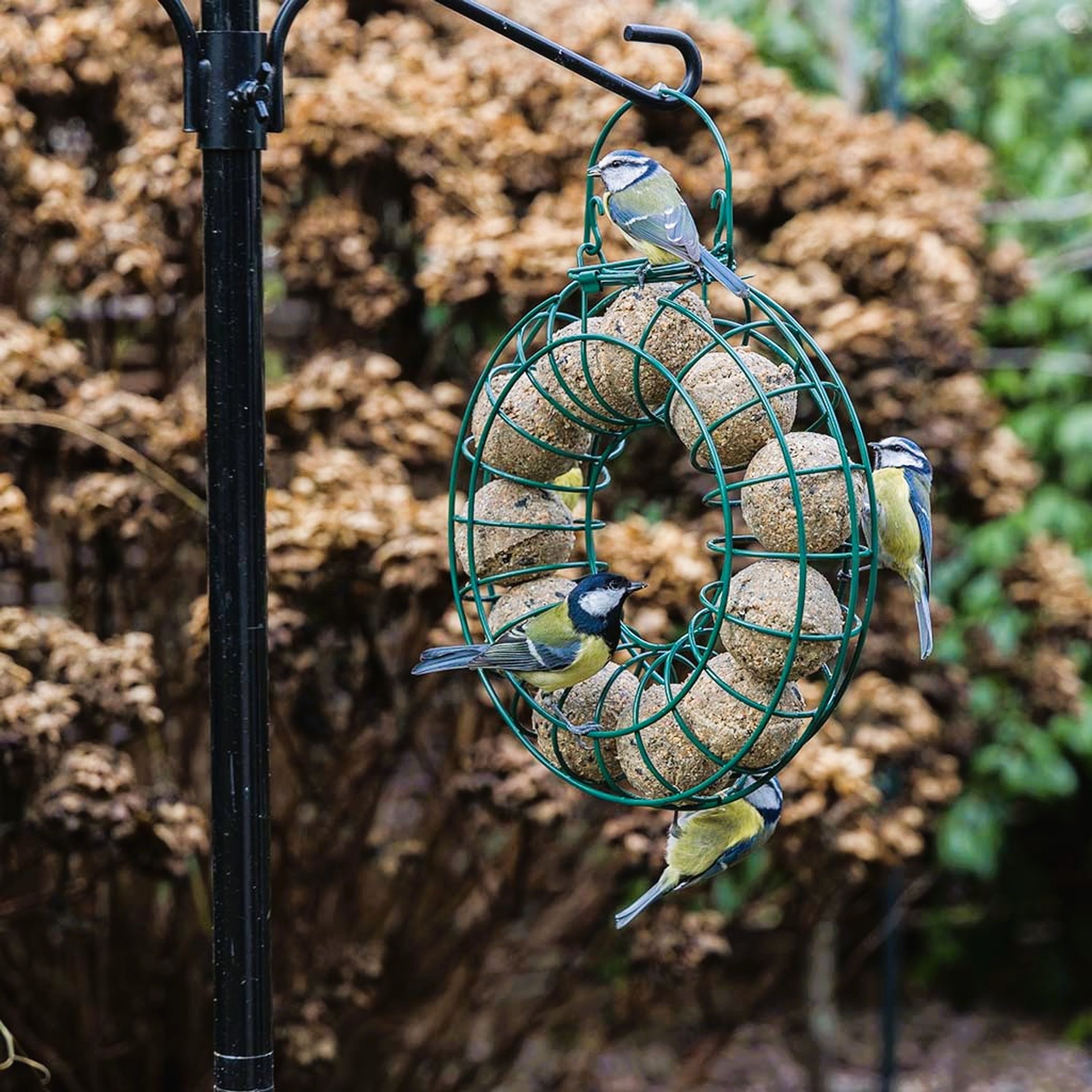Meisenknödel mit Insekten, 50 Stück im Karton | Vogelfutter | CJ Wildlife